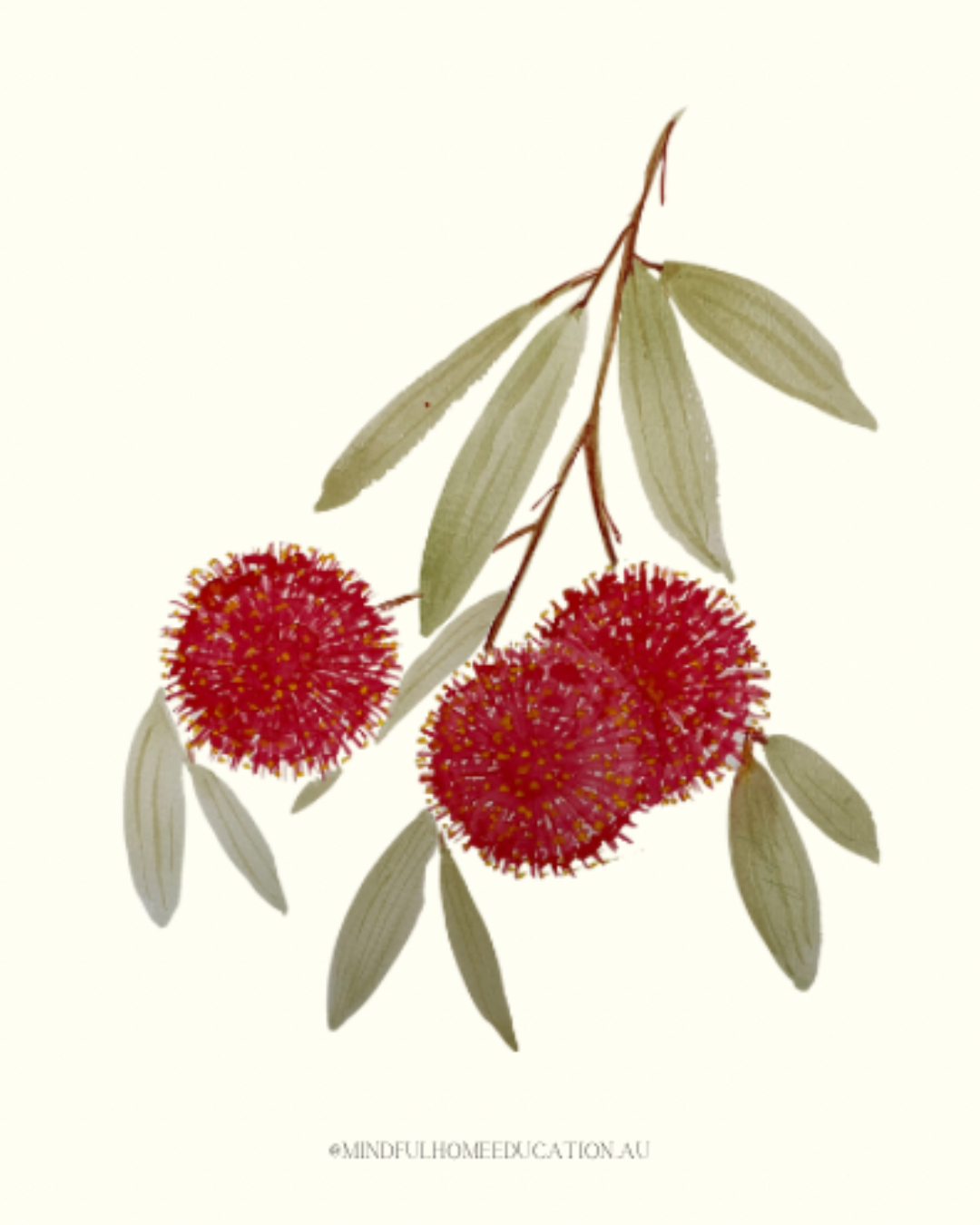 Hakea Laurina - E/G Wedding commission